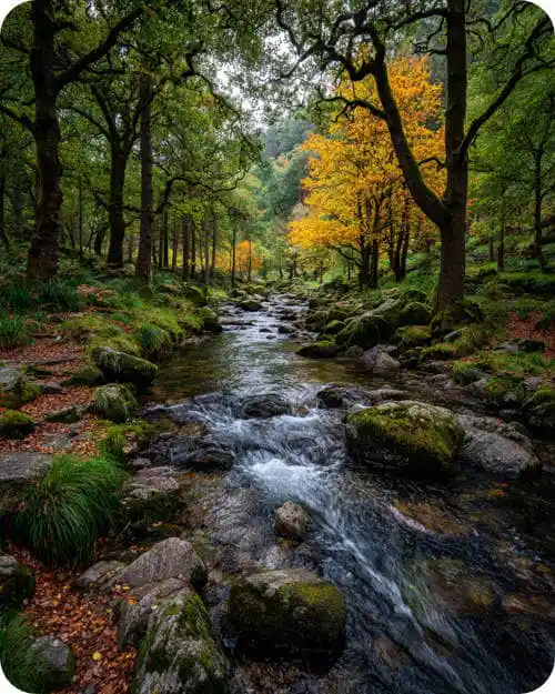 A photo of a forest stream with trees turning colour to represent Autumn